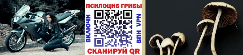 Псилоцибиновые грибы мицелий  Великие Луки 